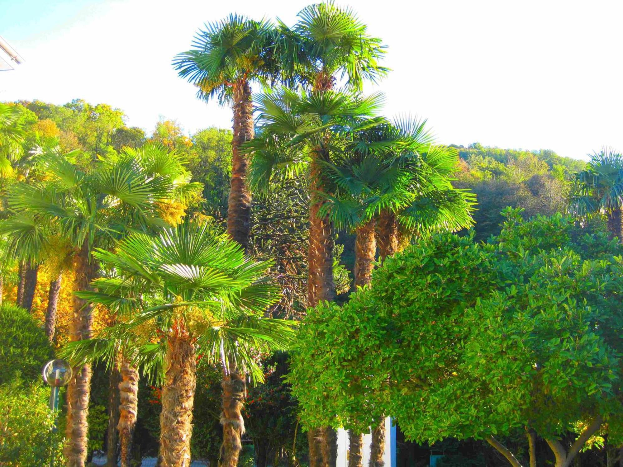 Villa Garni Gardenia Caslano Dış mekan fotoğraf