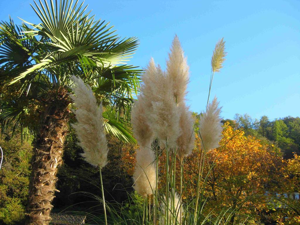 Villa Garni Gardenia Caslano Dış mekan fotoğraf